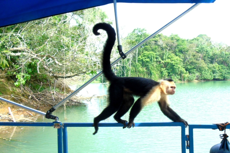 Ab Panama City: Tour zu den Affeninseln auf dem Gatun-SeeVormittagstour zu den Affeninseln ab Panama City