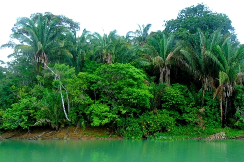 Van Panama City: Monkey Islands Tour op Gatun LakeApeneilanden ochtendtour vanuit Panama-stad
