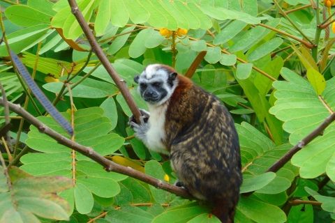 Desde Ciudad de Panamá: Tour Islas de los Monos en el lago GatúnExcursión matutina a las islas de los monos desde la ciudad de Panamá