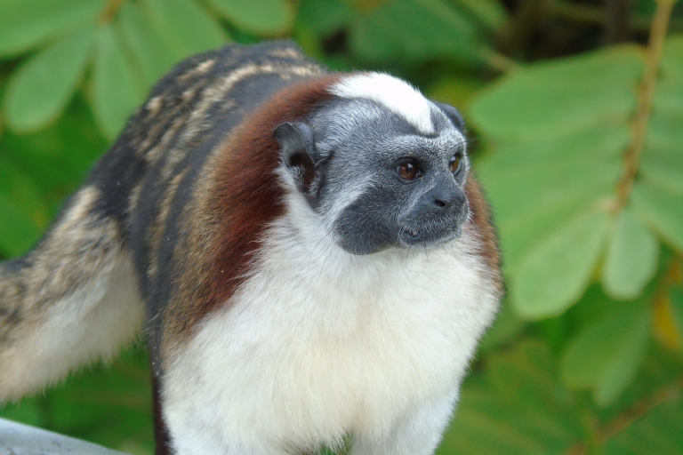 De Panama City: visite des îles des singes sur le lac GatunVisite de l'après-midi aux îles des singes au départ de Panama City