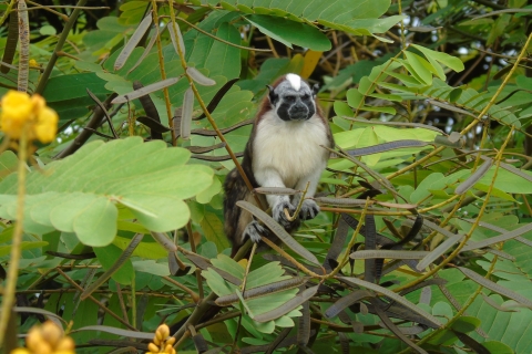 De Panama City: visite des îles des singes sur le lac GatunVisite matinale des îles aux singes au départ de Panama City