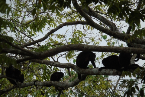 De Panama City: visite des îles des singes sur le lac GatunVisite de l'après-midi aux îles des singes au départ de Panama City