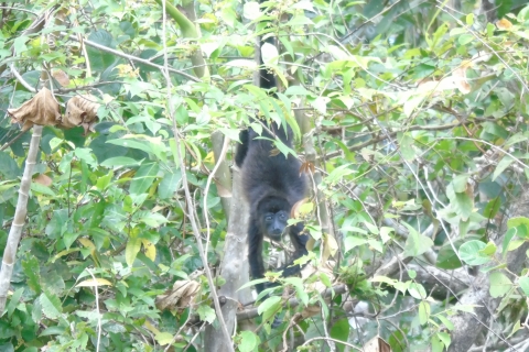 Van Panama City: Monkey Islands Tour op Gatun LakeApeneilanden ochtendtour vanuit Panama-stad