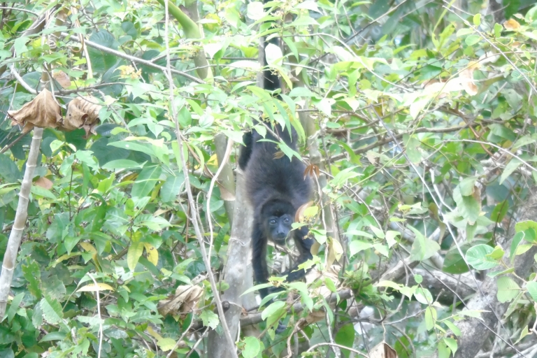 De Panama City: visite des îles des singes sur le lac GatunVisite matinale des îles aux singes au départ de Panama City