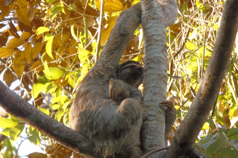 Z Panamy: Monkey Islands Tour nad jeziorem GatunPopołudniowa wycieczka po Monkey Islands z Panamy