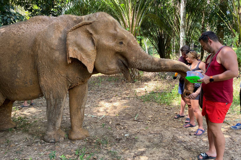 Krabi: Tour of Elephant Care House and Tiger Cave TempleHotel Pickup in Krabi Town, Klong Muang, Ao Nang, Ao Nam Mao