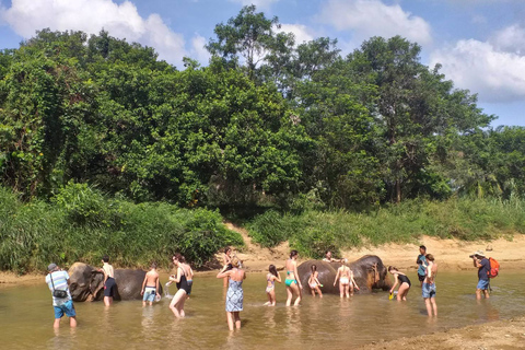 Krabi: Tour of Elephant Care House and Tiger Cave TempleHotel Pickup in Krabi Town, Klong Muang, Ao Nang, Ao Nam Mao