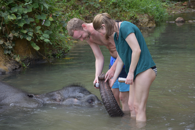 Krabi: Tour of Elephant Care House and Tiger Cave TempleHotel Pickup in Krabi Town, Klong Muang, Ao Nang, Ao Nam Mao