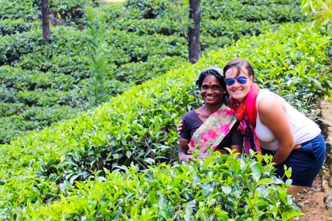 2 dni - Kandy i Nuwara Eliya Tour z KolomboOdbiór Negombo