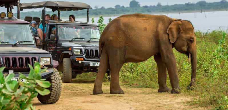 Hambantota: Udawalawe and Elephant Transit Home Day Trip | GetYourGuide