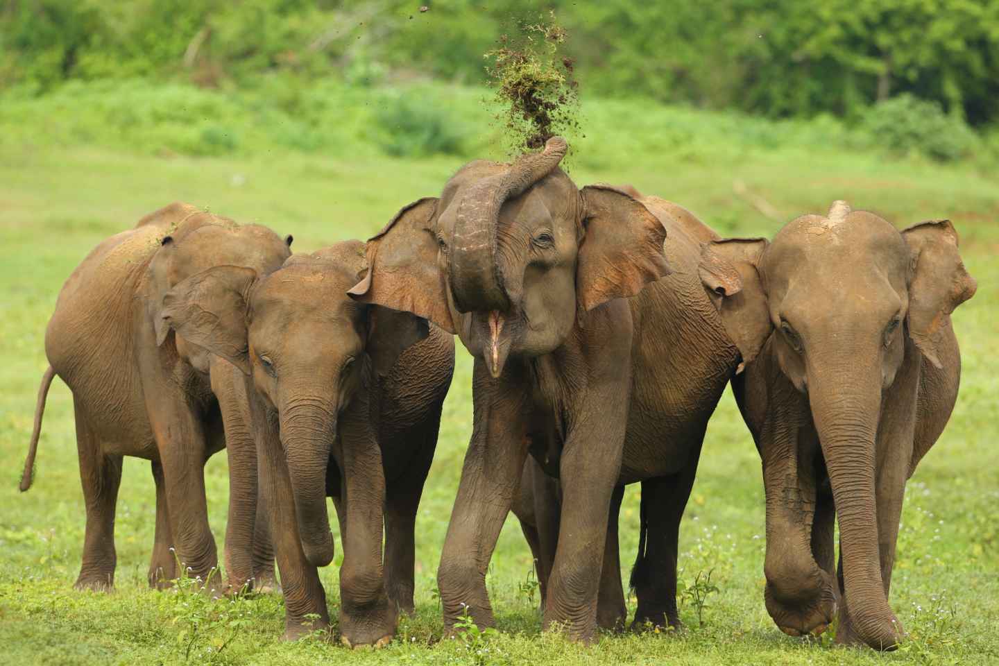 Hambantota: Udawalawe und Elefanten-Transit nach Hause Tagesausflug