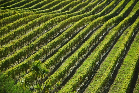 Nápoles: tour de cata de vinos en las laderas del Vesubio