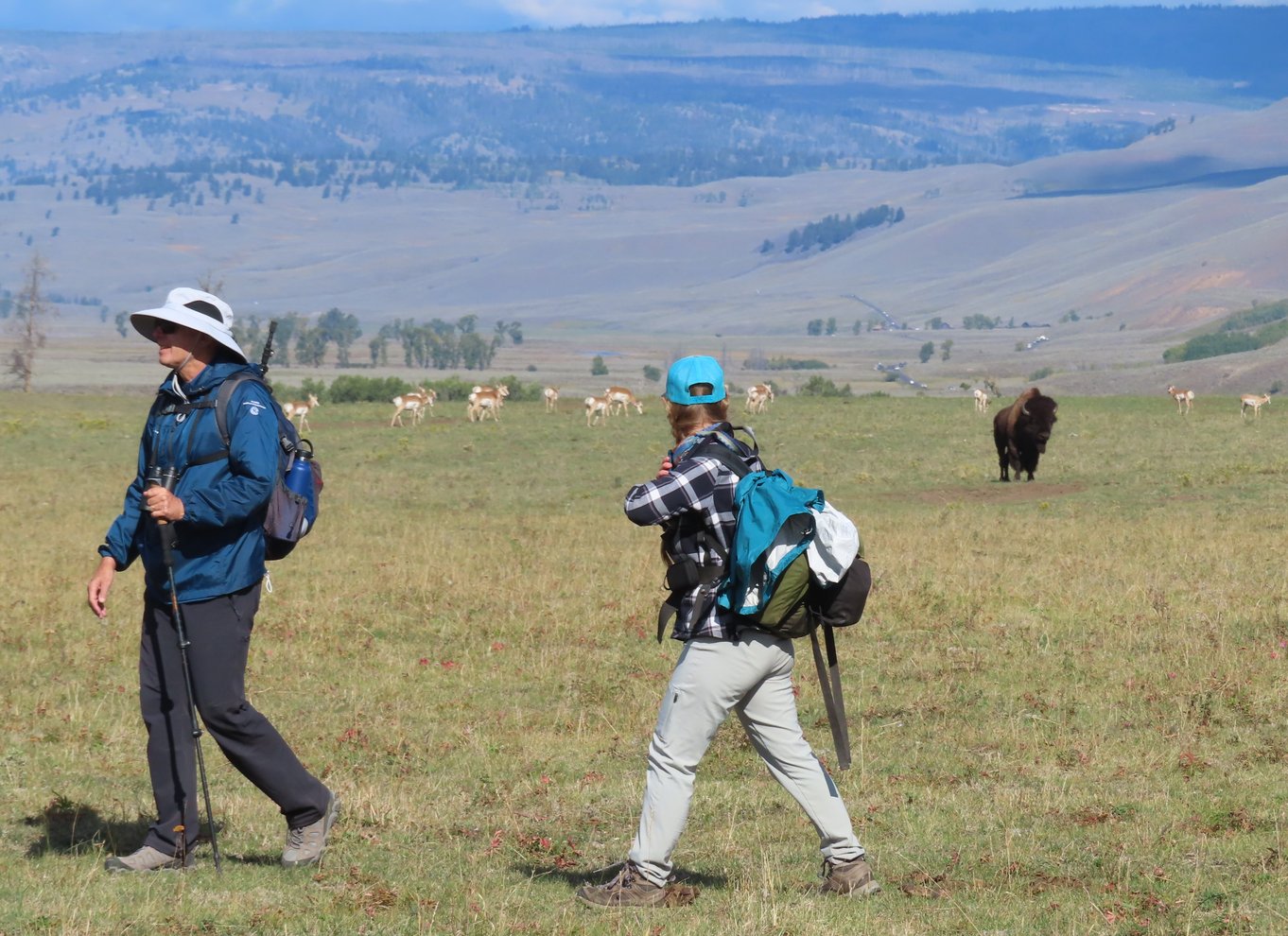 Lamar Valley: Safari-vandretur med frokost