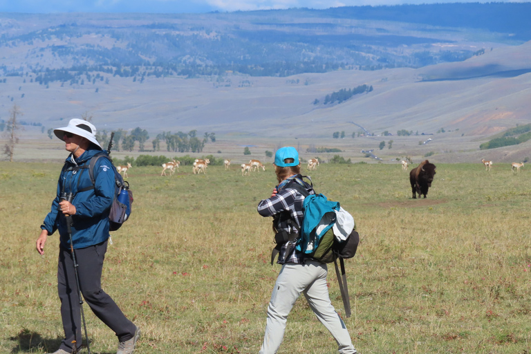Lamar Valley: tour escursionistico safari con pranzoEscursione safari nella valle di Lamar con pranzo