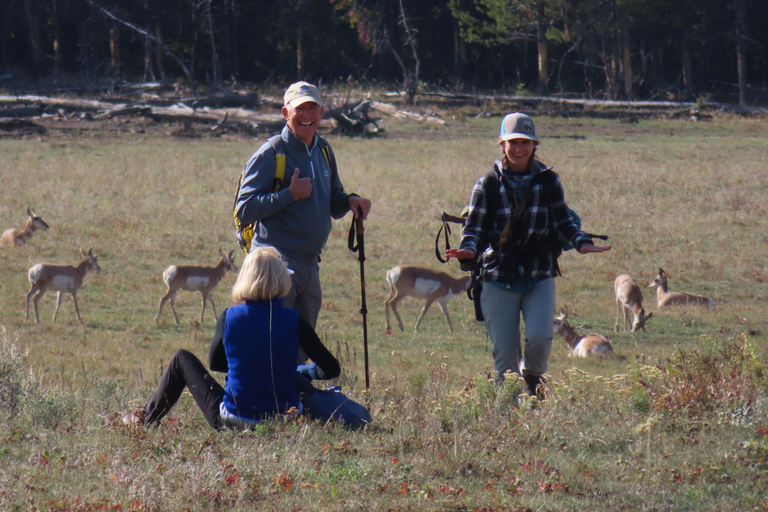 Lamar Valley: tour escursionistico safari con pranzoEscursione safari nella valle di Lamar con pranzo