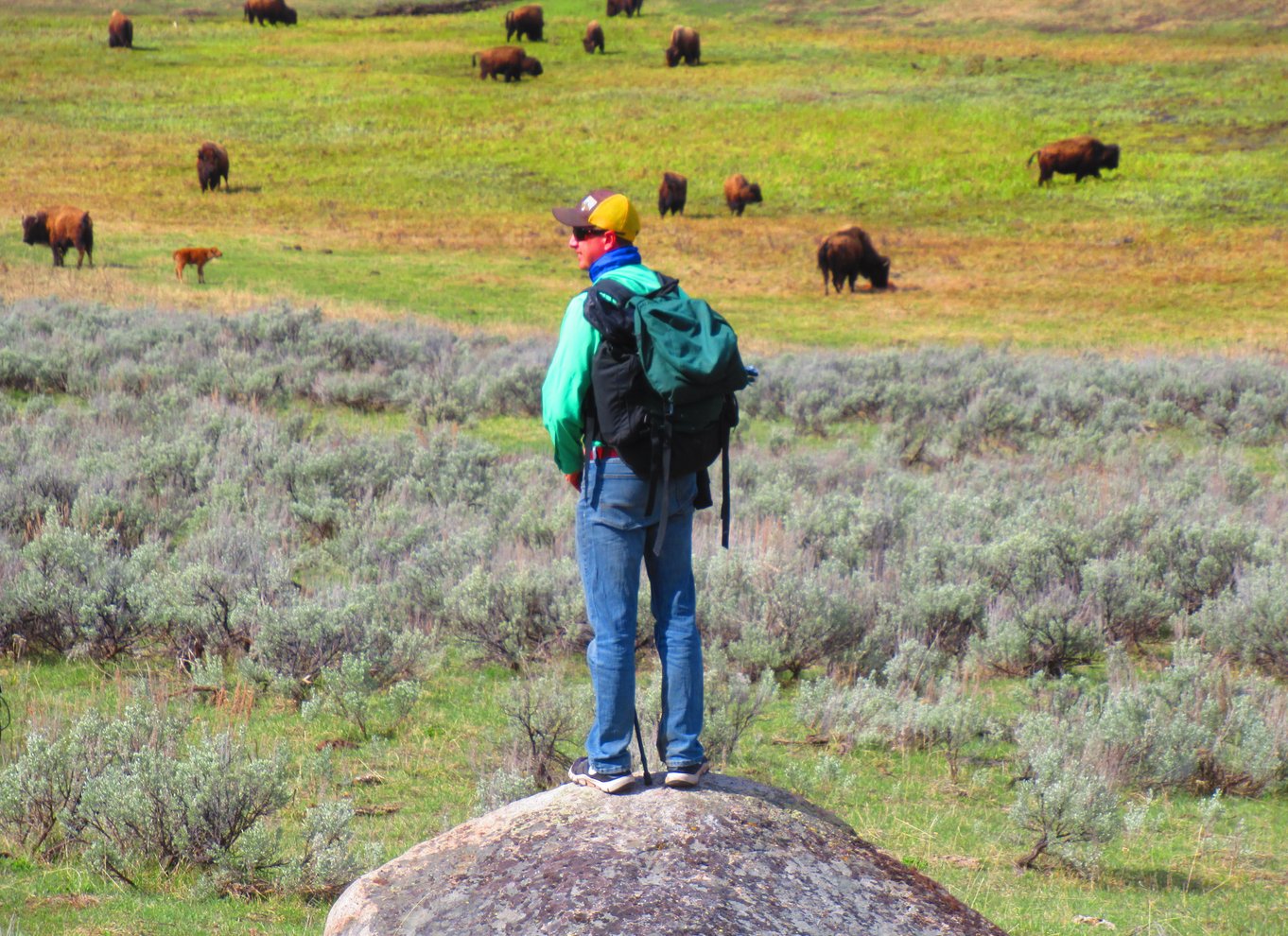 Lamar Valley: Safari-vandretur med frokost