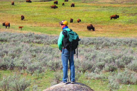 Lamar Valley: tour escursionistico safari con pranzoEscursione safari nella valle di Lamar con pranzo