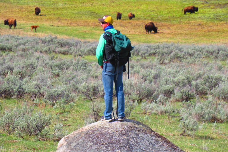 Lamar Valley: tour escursionistico safari con pranzoEscursione safari nella valle di Lamar con pranzo