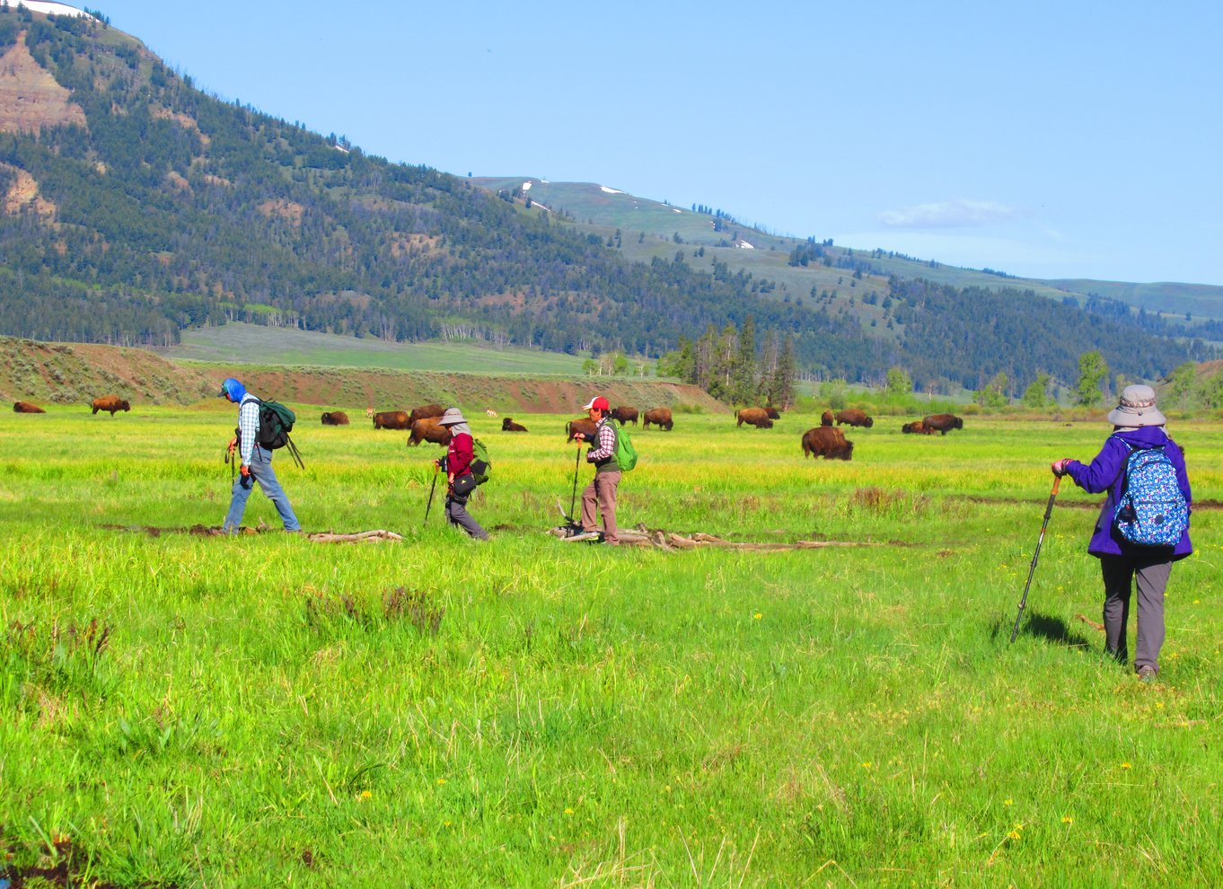 Lamar Valley: Safari-vandretur med frokost