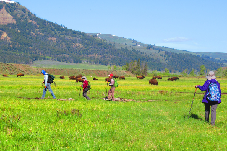 Lamar Valley: tour escursionistico safari con pranzoEscursione safari nella valle di Lamar con pranzo