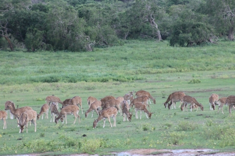 Desde Habarana o Sigiriya: Safari en el Parque Nacional MinneriyaSafari con recogida y devolución en Habarana