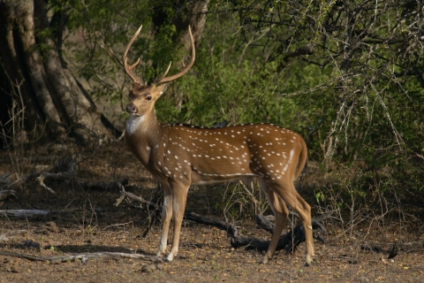 Depuis Habarana ou Sigiriya : safari dans le parc national de MinneriyaSafari avec prise en charge et retour à Habarana