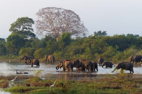 From Habarana or Sigiriya: Minneriya National Park Safari