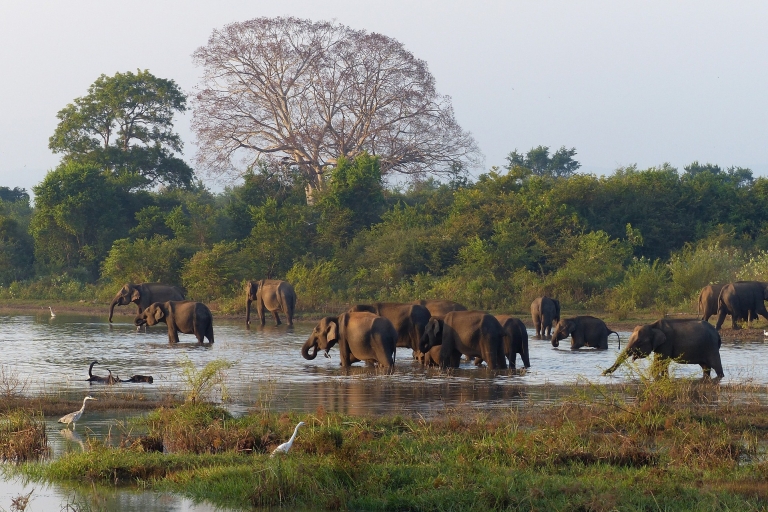 From Habarana or Sigiriya: Minneriya National Park Safari Safari with Pickup and Drop-off in Habarana