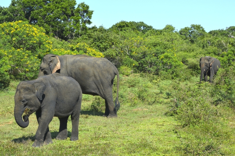 Depuis Habarana ou Sigiriya : safari dans le parc national de MinneriyaSafari avec prise en charge et retour à Habarana