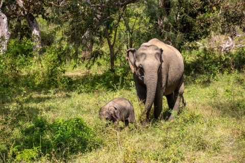 Z Habarany lub Sigiriya: Safari w Parku Narodowym MinneriyaSafari z odbiorem i dowozem w Habaranie