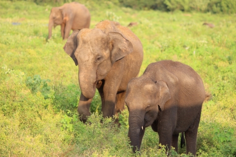 Desde Habarana o Sigiriya: Safari en el Parque Nacional MinneriyaSafari con recogida y devolución en Habarana