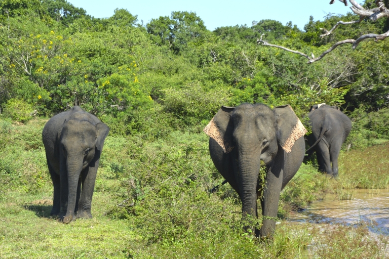 Van Habarana of Sigiriya: Minneriya National Park SafariSafari met ophalen en wegbrengen in Habarana