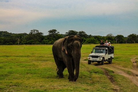 Von Habarana oder Sigiriya: Safari im Minneriya-NationalparkSafari mit Abholung und Rückgabe in Habarana