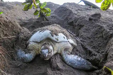 TURTLE WATCHING IN TORTUGUERO COSTA RICA