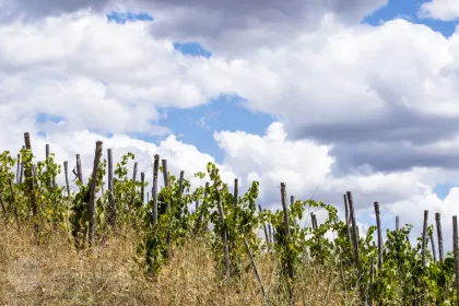 Saturnia: Toskanische Farmtour mit Weinprobe