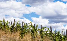 Saturnia: Tuscan Farm Tour with Wine Tasting