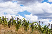 Saturnia, Tour por la granja toscana con cata de vinos - Hizvo
