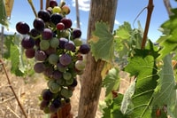 Saturnia, Tour por la granja toscana con cata de vinos - Hizvo