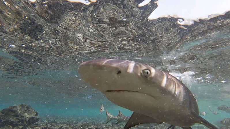 Verde: Oplevelse med hajer |