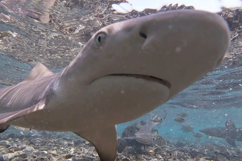 Isla de Sal: experiencia en Shark Bay desde Santa MaríaOpcion Privada