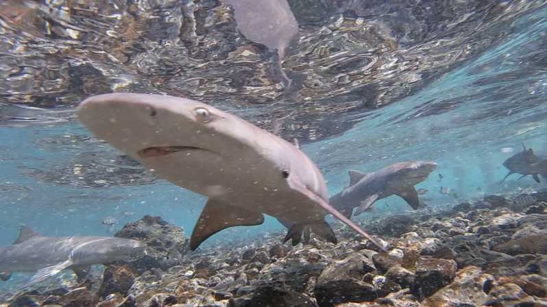 Skabelse komme Parat Cape Verde: Oplevelse med hajer | GetYourGuide