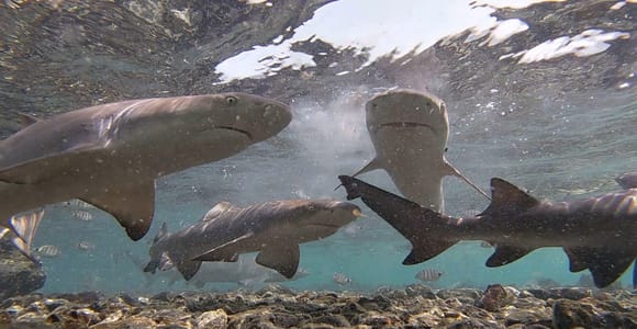 Sal Island: Lemon Shark Watching Eco-Tour from Santa Maria