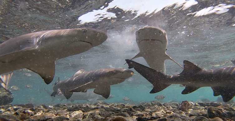 Sal: esperienza alla baia degli squali da Santa Maria