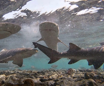 Sal Island: Shark Bay Experience from Santa Maria