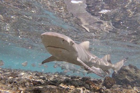 Sal Island: Shark Bay-ervaring vanaf Santa MariaMet een groep