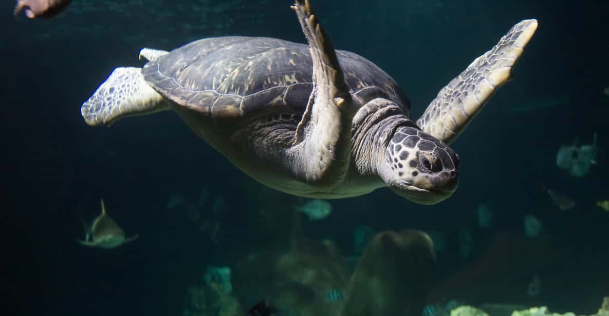 Afbeelding 5 van Oberhausen: SEA LIFE Oberhausen toegangsbewijs