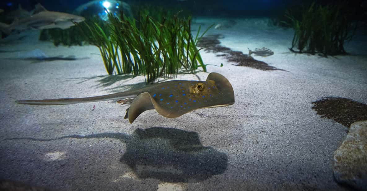 Afbeelding 13 van Oberhausen: SEA LIFE Oberhausen toegangsbewijs