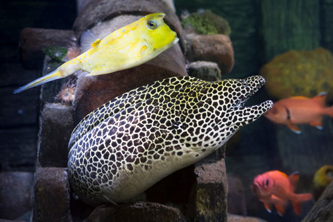 SEA LIFE Berlin BiletyBilet tego samego dnia