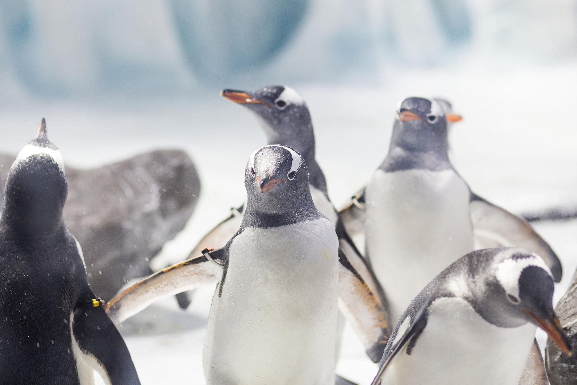 Ticket für das SEA LIFE Konstanz