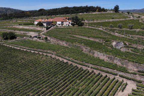 Lamego: Quinta da Portela de Baixo Winery Tour en proeverij